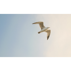 Governo Federal atualiza medidas para enfrentamento da Influenza Aviária